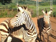 Hartmann's mountain zebras in a corral