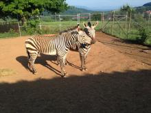 Hartmann's mountain zebras in a corral