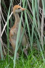 Hooded crane chick in the grass