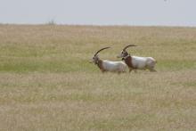 oryx running in the wild