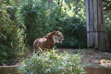 Sparky the tiger in his yard