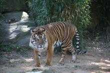 Sparky the tiger in his yard