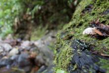 A female Limosa harlequin frog on a mossy rock in a stream bed. 