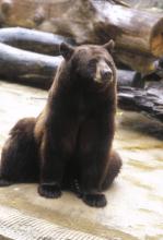 The "real" Smokey Bear at the Smithsonian's National Zoo. 