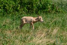 A newborn scimitar-horned oryx calf walks through tall green and yellow grass at the Smithsonian Conservation Biology Institute in Front Royal, Virginia