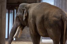 A large Asian elephant, Spike, with tusks and gray skin stands in the Smithsonian's National Zoo's Elephant Community Center