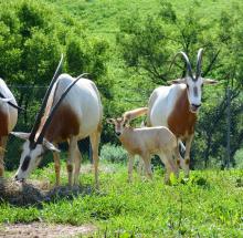 A newborn scimitar-horned oryx calf with tan skin and large ears stands in the grass near its mother, an oryx named Chari, and another adult oryx