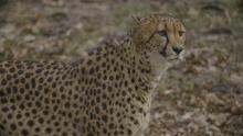 A cheetah standing in the grass