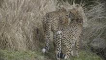 Two cheetahs standing between tall grasses