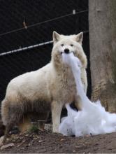 Crystal, a female gray wolf at the Smithsonian’s National Zoo, plays with a pillow for enrichment, exercising her natural hunting abilities. 