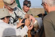 Scientists examining the teeth of an oryx about to be released