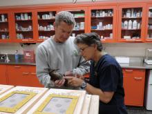 Animal keeper Warren Lynch and veterinary technician Lisa Ware conduct a final exam on the Guam rails prior to shipment.