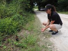 Guam rail release on Rota. 