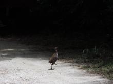 Guam rail released to the wild. 