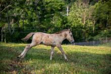 A Przewalski's Horse colt. 