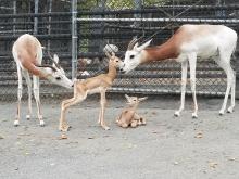 Dama gazelle calves