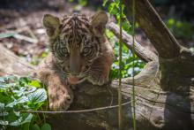 a tiger cub peers over a log