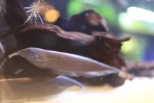 Elephant nose knifefish