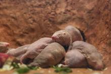 Naked mole-rats