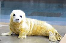 Female gray seal pup 