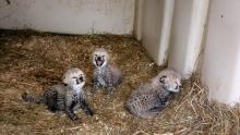 Cheetah Sukiri's three cubs in their den at the Smithsonian Conservation Biology Institute. 