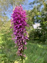 An endangered purple fringeless orchid. 