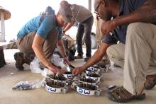 SCBI postdoc Jared Stabach helps prepare GPS collars to fit on 21 oryx.