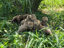 Cheetah cubs at the Smithsonian Conservation Biology Institute 