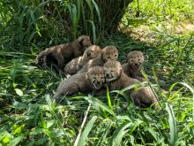 Cheetah cubs at the Smithsonian Conservation Biology Institute 