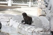 California Sea Lion Pup