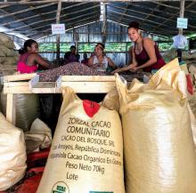 Zorzal Cacao team hand-sorting dried cacoa beans. 