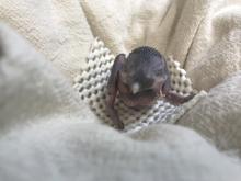 Guam kingfisher chick 