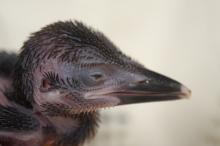 Guam kingfisher chick 