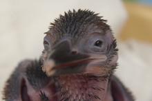 Guam kingfisher chick