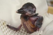 Guam kingfisher chick 