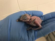 A female Guam kingfisher chick. 