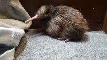 A female brown kiwi chick sitting on a gray carpet