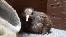 A female brown kiwi chick sitting on a gray carpet