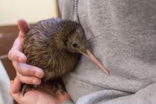 Female kiwi chick