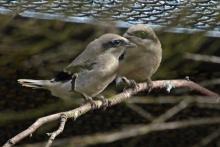 Loggerhead shrike chick