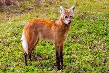 Maned Wolf 