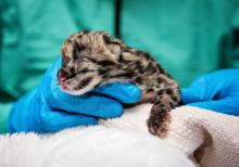 a clouded leopard cub rests in the gloved hands of a veterinarian