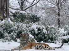 Amur tiger Pavel rests in snow at the Smithsonian's National Zoo