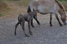 Przewalski’s horse foal 