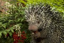 Prehensile-tailed porcupine