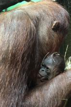 Batang and Redd (infant)