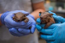 Screaming hairy armadillo pups. 