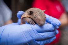 Screaming hairy armadillo pup