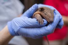 Screaming hairy armadillo pup