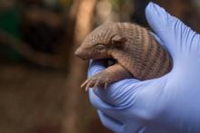 Screaming hairy armadillo pup